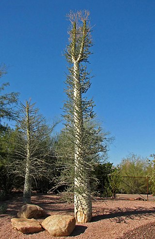 <span class="mw-page-title-main">Pachycaul</span> Plants with thick trunks and few branches