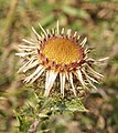 Paprastoji karlina (Carlina vulgaris)