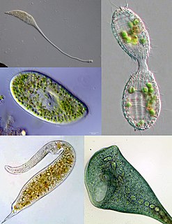 Ciliate Taxon of protozoans with hair-like organelles called cilia