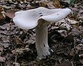 Härmämalikka, Clitocybe nebularis