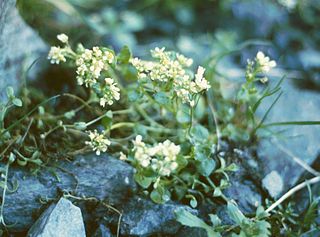 <i>Cochlearia</i> Genus of flowering plants in the cabbage family Brassicaceae