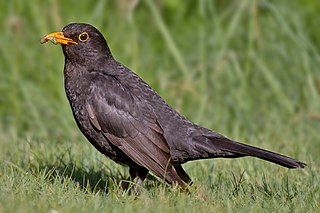 <span class="mw-page-title-main">Common blackbird</span> Thrush native to Europe, Asia and North Africa