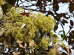 Inflorescência de Arnicratea grahamii.