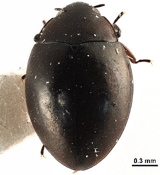 <span class="mw-page-title-main">Myxophaga</span> Suborder of beetles