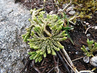 <i>Diphasiastrum alpinum</i> Species of spore-bearing plant