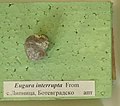 Eugura interrupta From, Апт, Липница