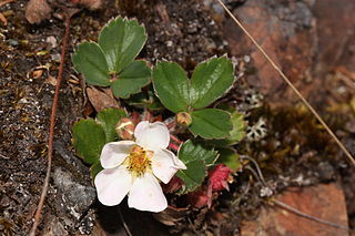 <i>Fragaria virginiana</i> Species of strawberry