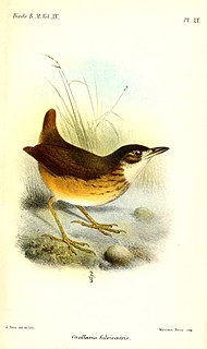 <span class="mw-page-title-main">White-lored antpitta</span> Species of bird