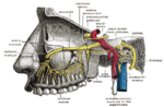 Thumbnail for Greater petrosal nerve