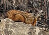 Marmota monax