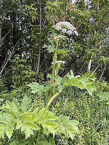 Heracleum maximum Bart. Batiscan River banks, Quebec Heracleum maximum 028.jpg