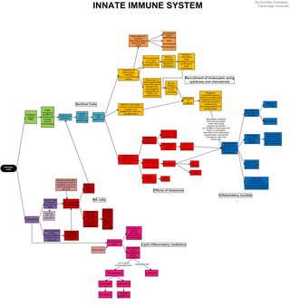 <span class="mw-page-title-main">Innate immune system</span> One of the two main immunity strategies