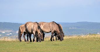 Groupe de chevaux gris broutant au sommet d'une roche herbeuse