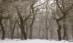 Quercus robur (English oaks) forest Langå, Randers Municipality Image is also a Featured picture of Fagales