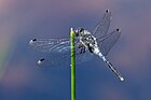 Leucorrhinia albifrons (Östliche Moosjungfer, Männchen) [D]