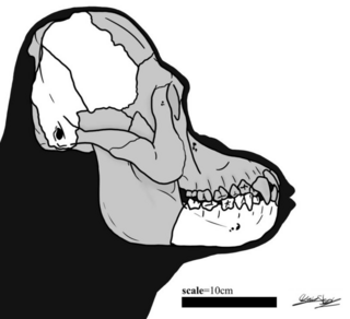 <i>Meganthropus</i> Hominin fossil