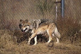 Loup du Mexique (Canis lupus baileyi)