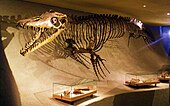 Mosasaurus in het Natuurhistorisch Museum