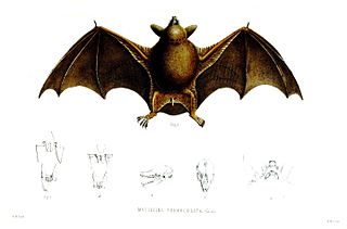 <span class="mw-page-title-main">Mystacinidae</span> Family of bats