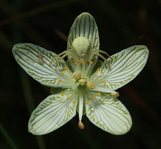 <i>Parnassia glauca</i> Species of plant