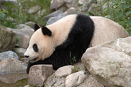 Giant Panda at Vienna Zoo