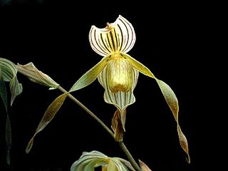 <i>Paphiopedilum kolopakingii</i> Species of orchid