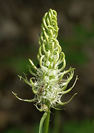 <i>Phyteuma spicatum</i> Species of flowering plant