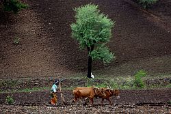 Farmer in Jhabua district