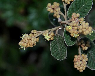 <i>Pomaderris oraria</i> Species of shrub