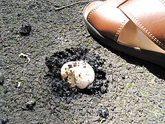 Agaric des trottoirs perçant à travers le macadam en juin en région parisienne