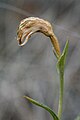 Pterostylis stenochila setting seeds