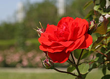 'Trumpeter' 1977 Rosa Trumpeter.jpg