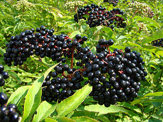 <i>Sambucus</i> Genus of flowering plants