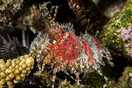 Saron marmoratus, de la super-famille des Alpheoidea