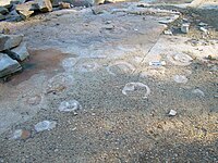 Stranded scyphozoans (jellyfish) at Blackberry Hill.