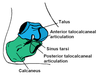 <span class="mw-page-title-main">Calcaneus</span> Bone of the tarsus of the foot