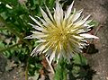 (Taraxacum albidum)