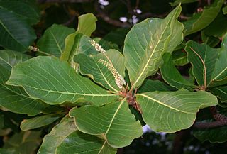 <i>Terminalia</i> (plant) Genus of flowering plants