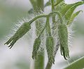 geschlossener Blütenstand Cherrytomate