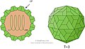 Cápside de la familia Tombusviridae que infecta plantas.