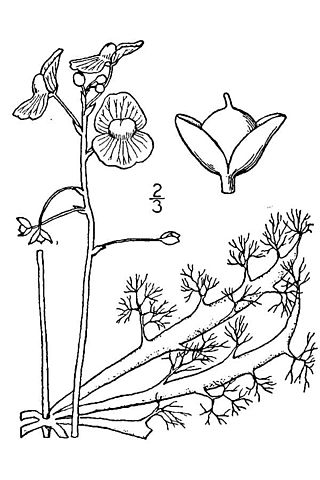 <i>Utricularia inflata</i> Species of carnivorous plant