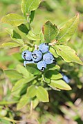 Vaccinium myrtilloides.