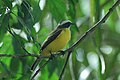 White-ringed Flycatcher 2014-11-16.jpg