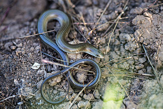 <i>Chalcides guentheri</i>