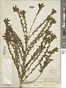 Adenocarpus mannii-NMNH-02290940.jpg