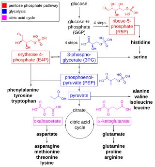 <span class="mw-page-title-main">Amino acid synthesis</span> The set of biochemical processes by which amino acids are produced