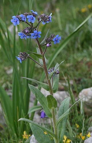 <i>Cynoglottis barrelieri</i> Species of flowering plant