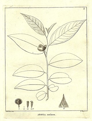 <i>Annona sericea</i> Species of flowering plant