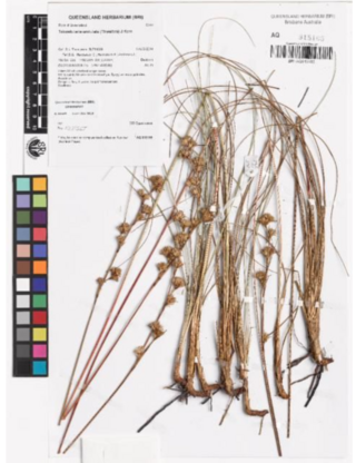 <i>Anthelepis</i> Genus of flowering plants