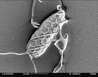 <span class="mw-page-title-main">Labyrinthulomycetes</span> Class of protists that produce a filamentous network